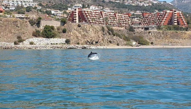 Un delfino davanti alla costa di Fuengirola