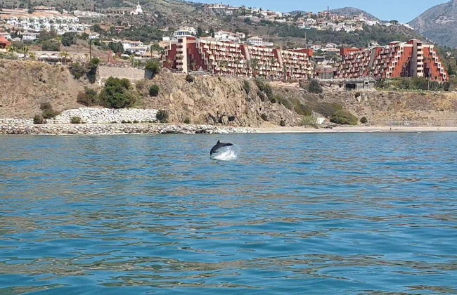 Avistamiento de delfines en Fuengirola - Foto 1