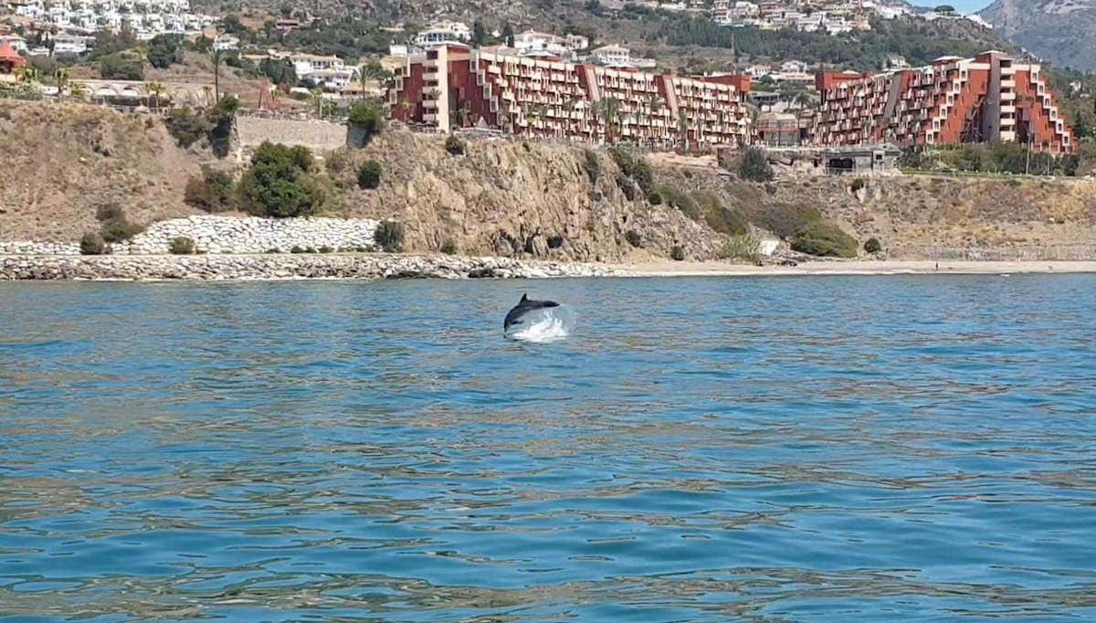 Dolphins on the coast of Fuengirola