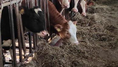 Landhof Gschwender - Foto 4