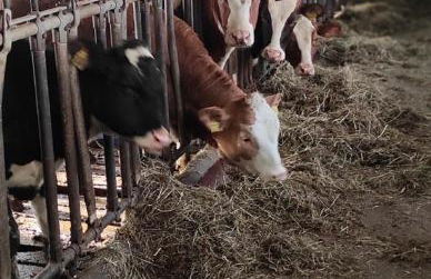 Landhof Gschwender - Foto 4