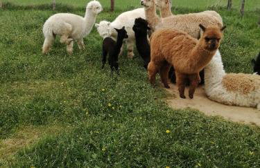 Alpaka-Ranczo AFF - Foto 23