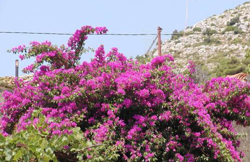 Apartments "Villa Mungos" Sobra - Foto 15