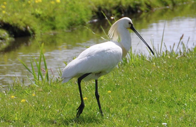 House by Uitgeestermeer With Garden - Foto 10