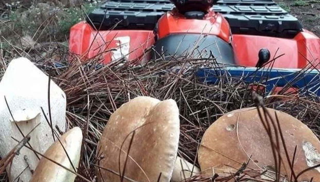 Try your hand at foraging mushrooms