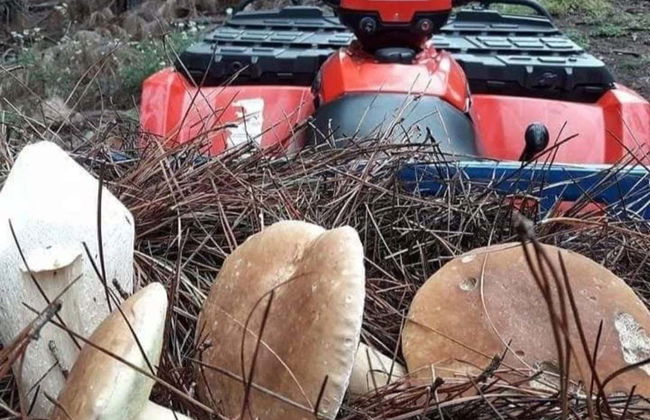 Mushroom Picking Quad Tour - Photo 5