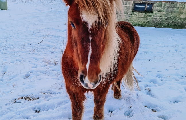 Garður Apartments - Foto 45