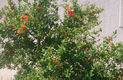 Garden Apartment Maria - Foto 25