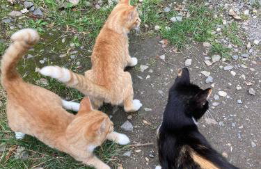 Ferienwohnung an der Zschopau - Photo 34