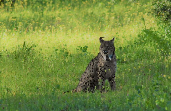 Doñana Day Trip - Foto 10