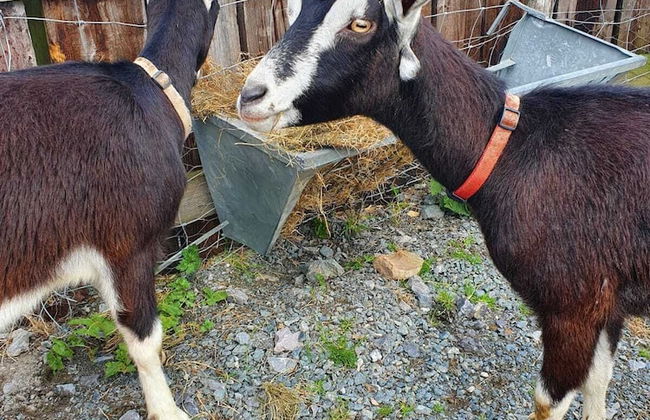 Beautiful 2-bed Chalet in Llanfairpwllgwyngyll - Photo 22