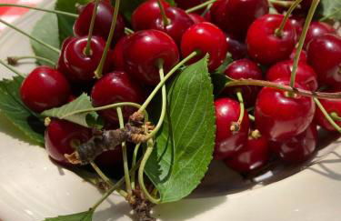 Gîte du Hibou - jolie dépendance sur verger - Foto 22