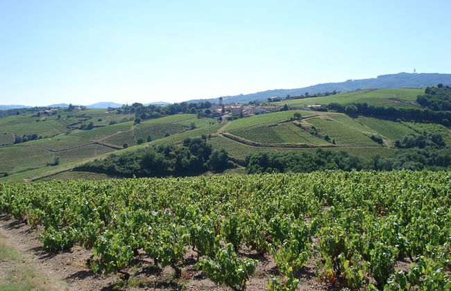 Aperitivo viticultor con degustación y mâchon en Chiroubles - Foto 4