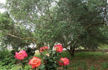 Apartment Lordanic Zaglav, Dugi otok - Foto 28