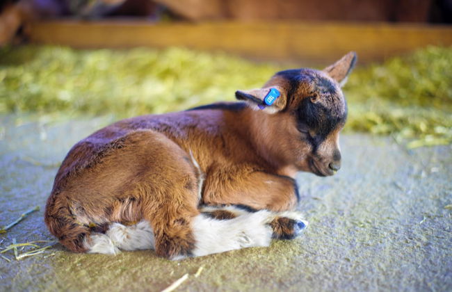 Carevic Resort & Villas - Foto 34