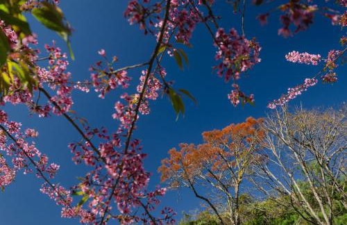 Chalé Flores e Amores - Photo 46