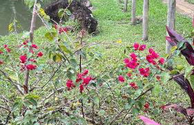 Chácara Belas Águas - Foto 48