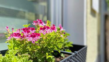 "Haus Bella" - Foto 3