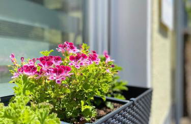 "Haus Bella" - Foto 3