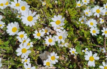 Mesavlia Traditional Stone House - Photo 46