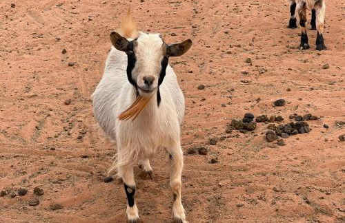 Something to Write Home about - Foto 38