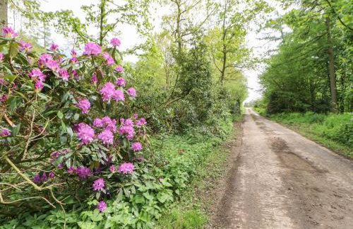 Bracken Fern - Photo 23