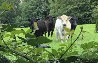 Beautiful renovated former coach house - Photo 37