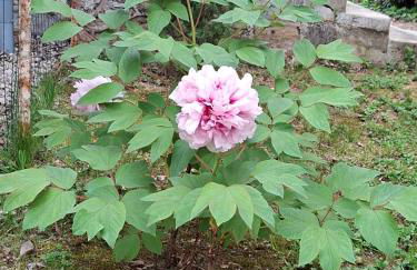 Chez Sophie et Gege. Maison de ville, deux chambres, de plain-pied - Foto 37