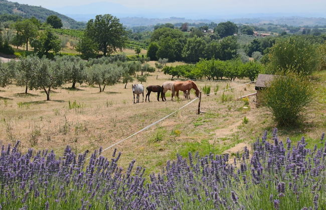 Country Farmhouse, Casperia - Foto 28