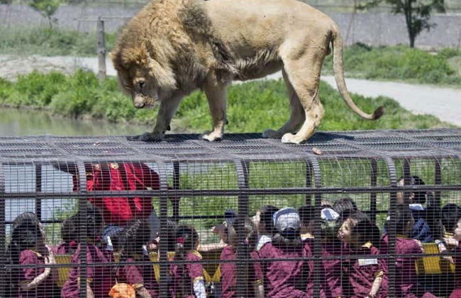 Excursion au Parc Safari de Rancagua - Foto 2