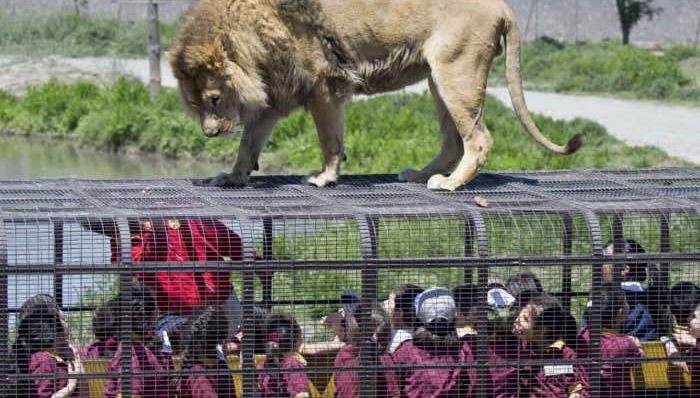 Excursion au Parc Safari de Rancagua - Foto 2