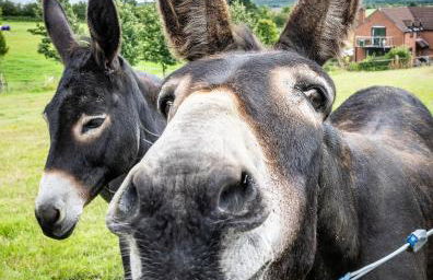 FAIRVIEW FARM Holiday Accommodation 14 Luxury Lodges, Cabins, Dog Friendly, Suitable for Couples, Families and Groups, Wedding Guests , Corporate events, Sleeps 2-65 guests in Ravenshead, Nottingham near Sherwood Forest, set in 88 acres - Photo 10