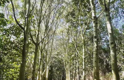 Oak View at Moss Bank Farm - Foto 28