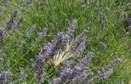 Olive Apartments - Photo 27