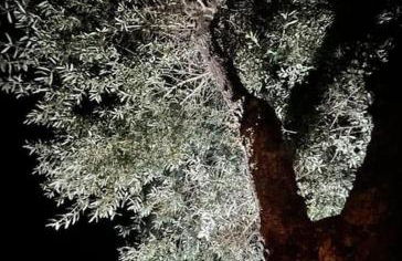 Casa das Oliveiras - Foto 44