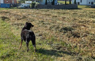 Ferienwohnung Luna mit Pool - Foto 56