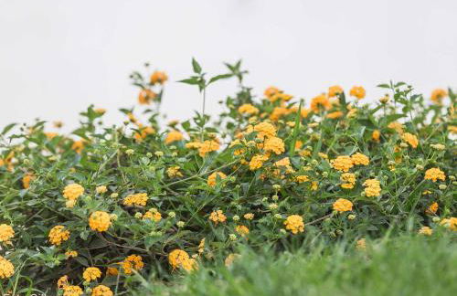 Villa Matilde - Foto 79