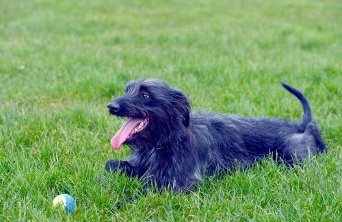 Lagavulin 3 - Foto 31