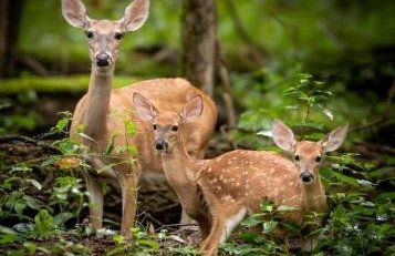 Gorgeous Tiny House with Indoor and Outdoor Lounging Space in Alabama - Foto 16