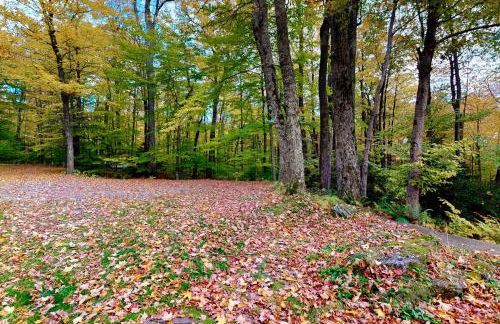 Mad River Masterpiece - Foto 33