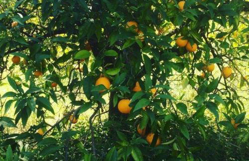 CASA LELA 3...HYDRA - Photo 31