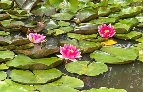 Mare aux nénuphars - Foto 18