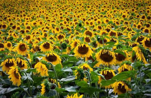 Weinberg-ferienwohnung, Oberrotweil - Foto 45