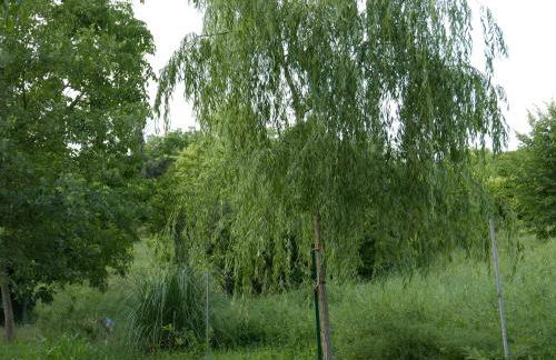Cascina Tornara, ritorno alle origini monferrine - Foto 48