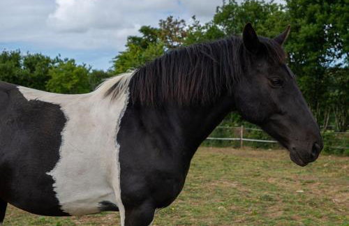 Demelza Cottage Apartment - Foto 30