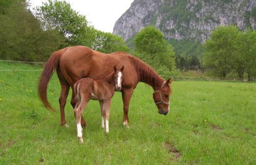 AGRITURISMO MASO PERTENER -adults friendly- - Foto 78