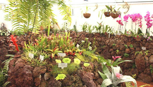 Pyramids of Güímar Tickets - Photo 5, Many plant species are exhibited here