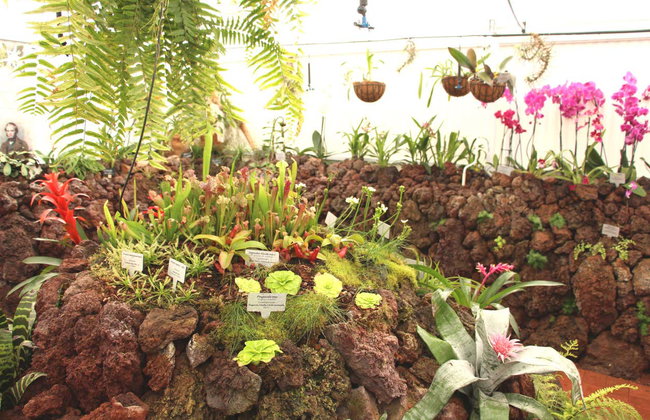 Ingresso das Pirâmides de Güímar - Foto 5