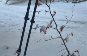 Le Repaire du Loup blanc - Foto 45