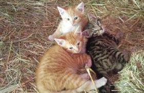 Mühlenbach Kotten- Bauernhofurlaub mit Hund und Pferd - Foto 21